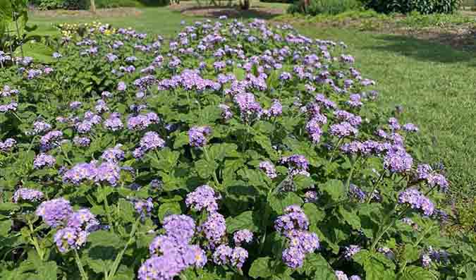 ut gardens heliotrope augusta lavender